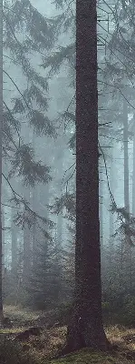 Ablakra szerelhető roló erdő éjszaka mintával