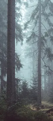 Ablakra szerelhető roló erdő éjszaka mintával