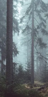 Ablakra szerelhető roló erdő éjszaka mintával