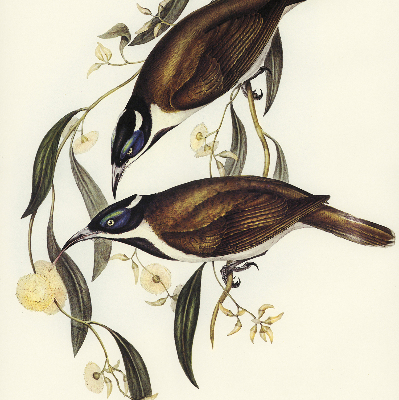 Ablakra akasztható roló Madarak a fán