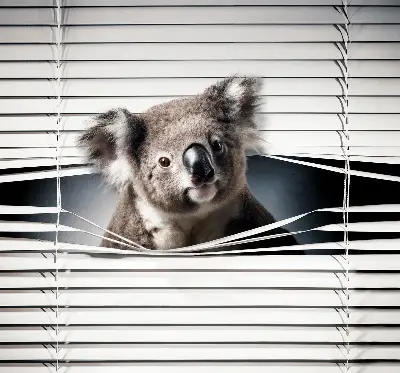 Sötétítő roló Koala kivitelben