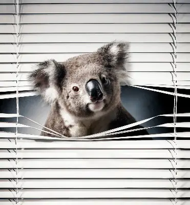 Sötétítő roló Koala kivitelben