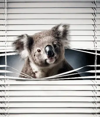 Sötétítő roló Koala kivitelben