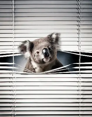 Sötétítő roló Koala kivitelben