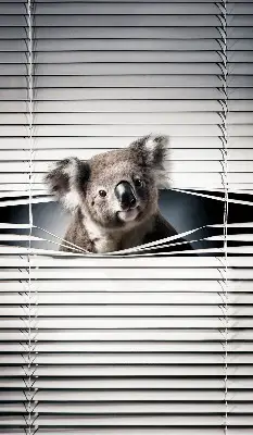 Sötétítő roló Koala kivitelben