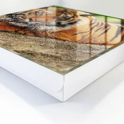Kulcstartó szekrény falra Tigris pihen