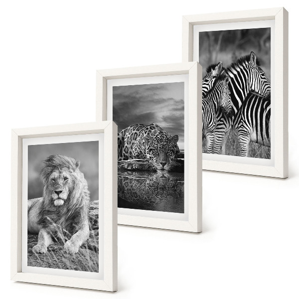 Modern keretezett kép szett A szavanna vadállatai: oroszlán, jaguár és zebra