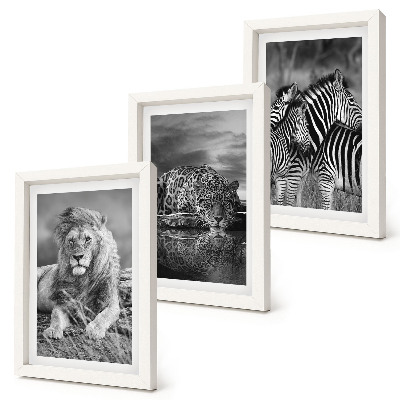 Modern keretezett kép szett A szavanna vadállatai: oroszlán, jaguár és zebra