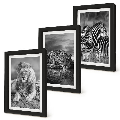 Modern keretezett kép szett A szavanna vadállatai: oroszlán, jaguár és zebra
